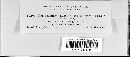 Coleosporium vernoniae image