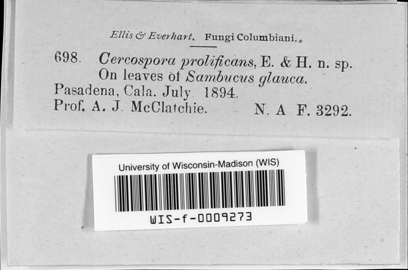 Cercospora prolificans image