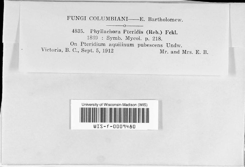 Cryptomyces pteridis image