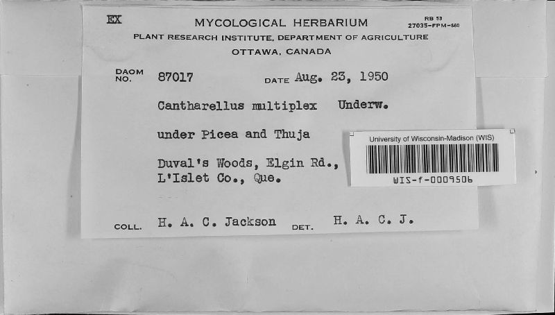 Cantharellus multiplex image