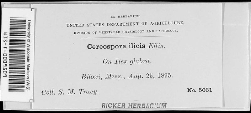 Cercospora ilicis image