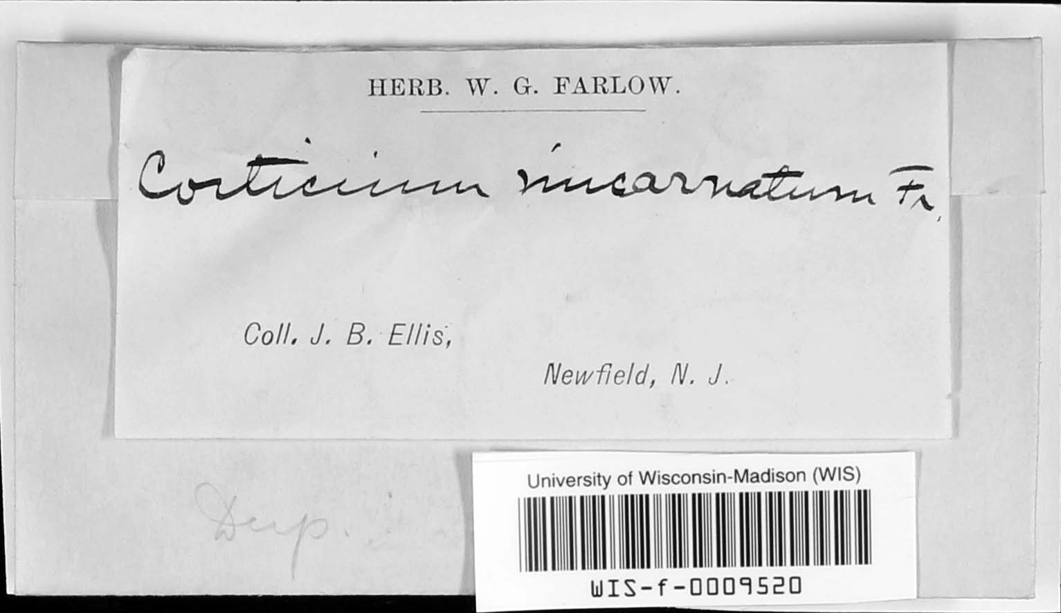 Corticium incarnatum image