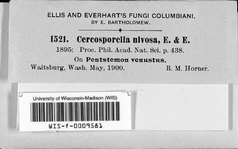 Cercosporella nivosa image