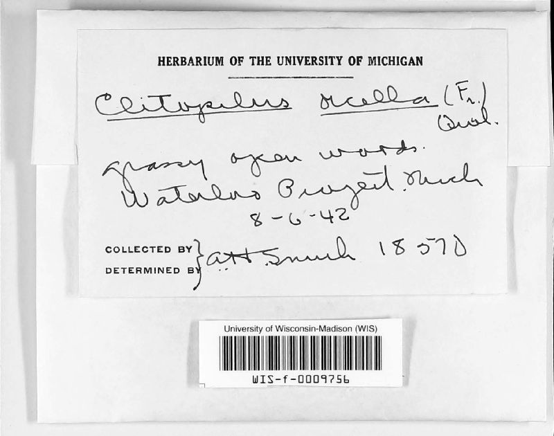 Clitopilus orcella image