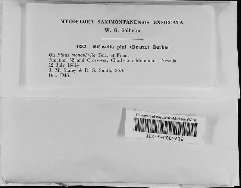 Bifusella pini image