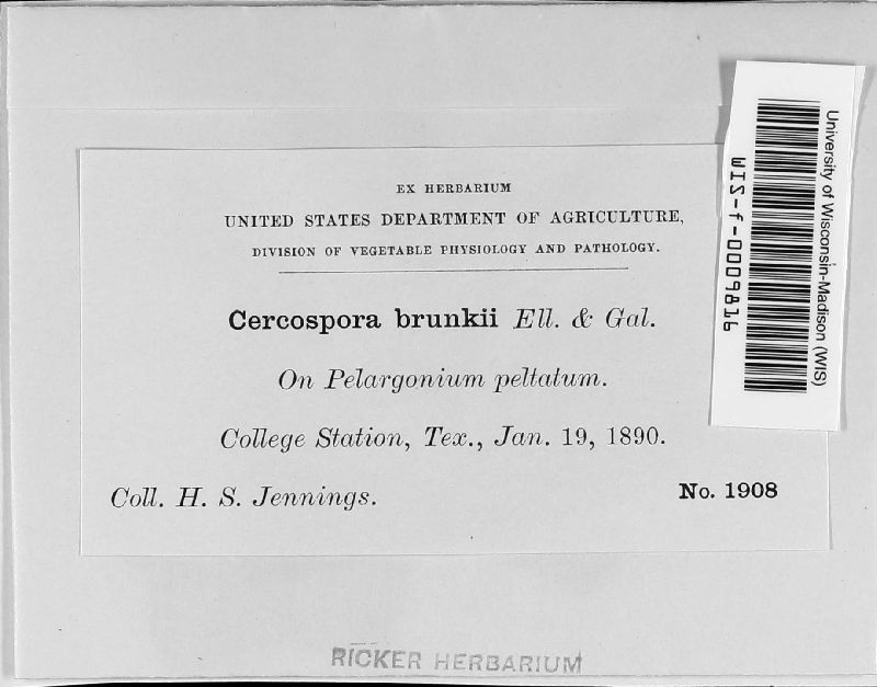 Cercospora brunkii image