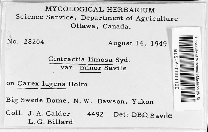 Anthracoideaceae image