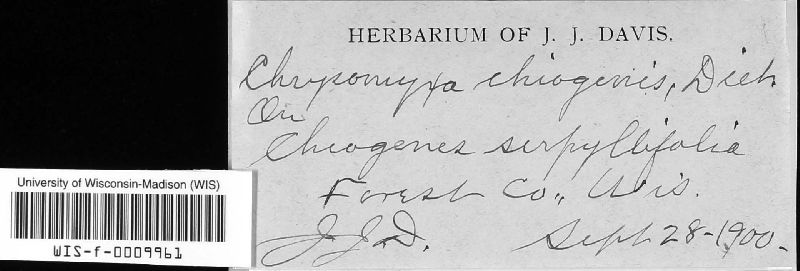 Chrysomyxa chiogenis image