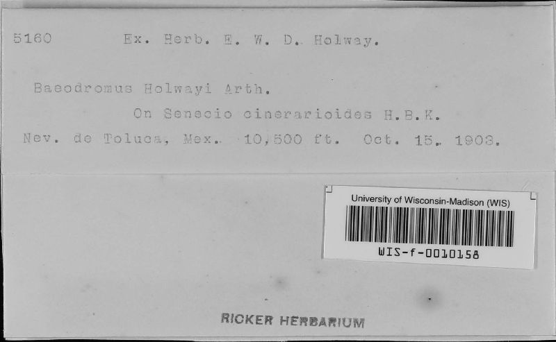 Baeodromus holwayi image