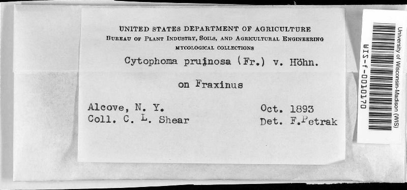 Cytophoma image