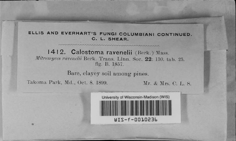 Calostoma ravenelii image