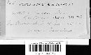 Cintractia caricis image