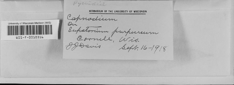 Capnodium image