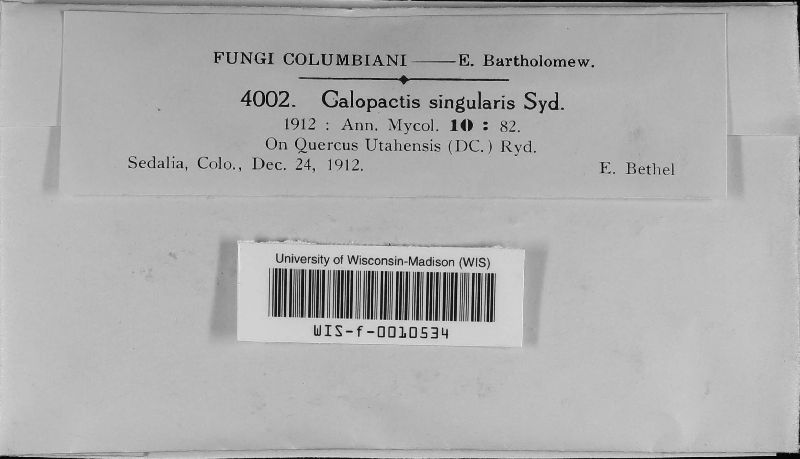 Calopactis image