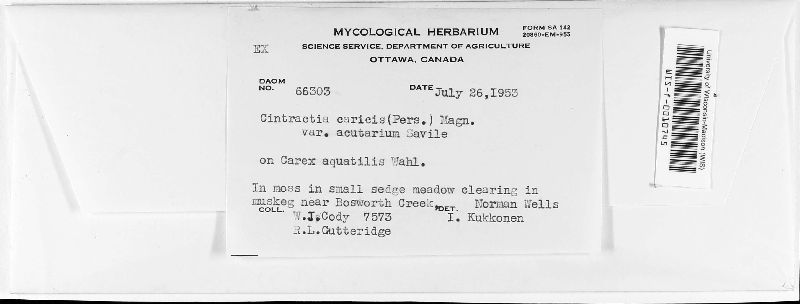 Cintractia caricis var. acutarum image