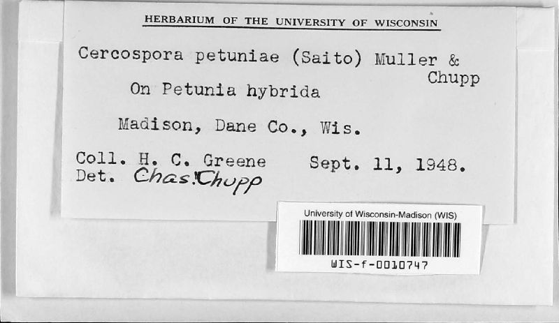 Cercospora petuniae image