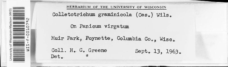 Colletotrichum image