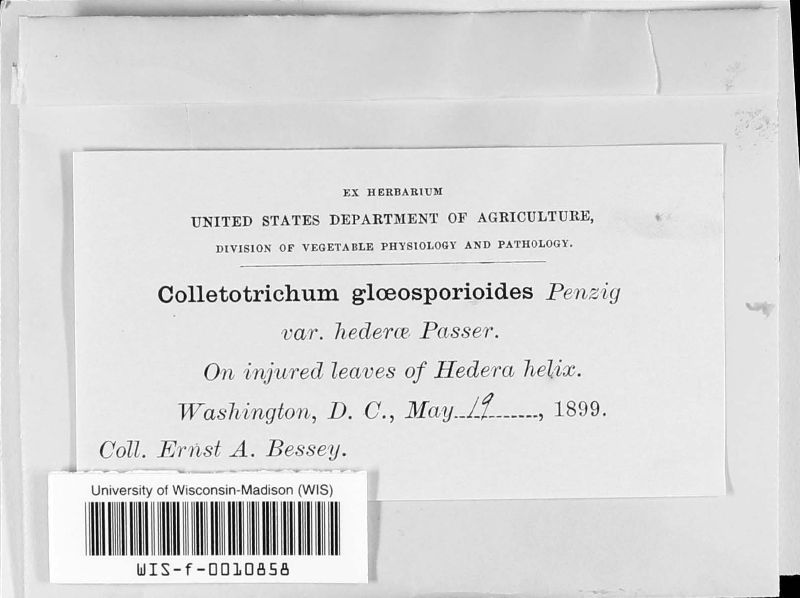Colletotrichum gloeosporioides var. hederae image