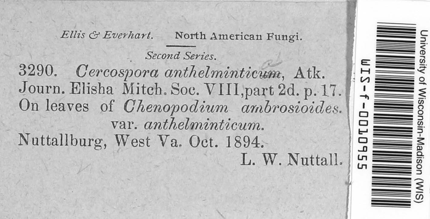 Cercospora anthelmintica image