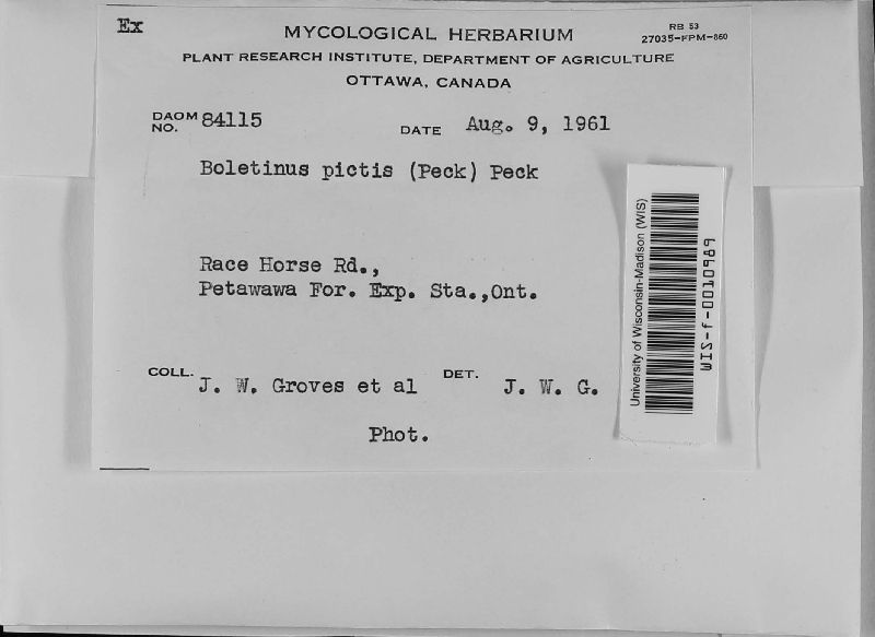Boletinus image