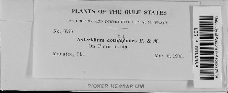 Asteridium dothideoides image