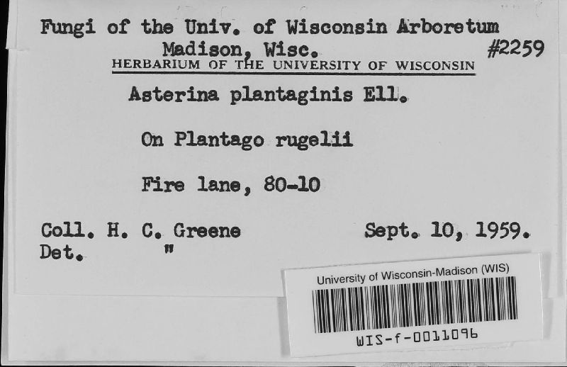 Asterina plantaginis image