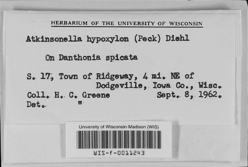 Atkinsonella hypoxylon image