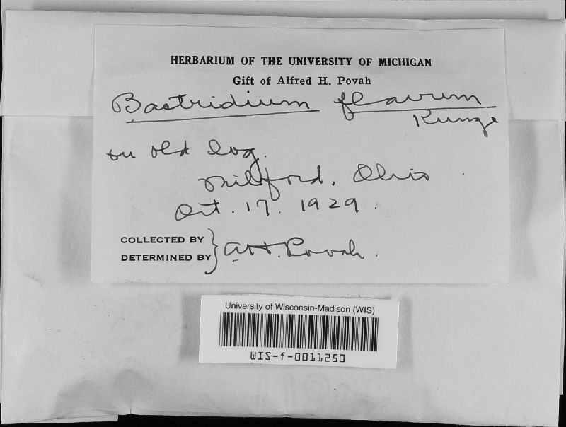 Bactridium image