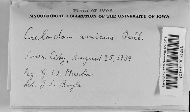 Calodon amicus image