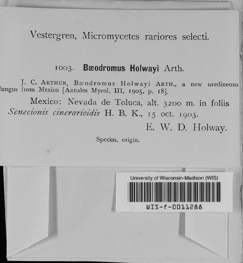 Baeodromus image