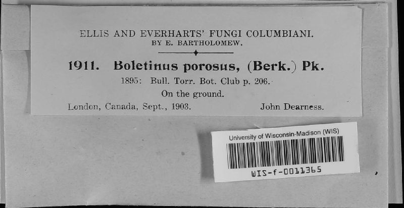 Boletinus porosus image