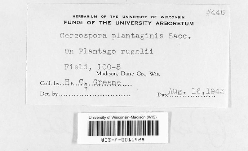 Cercospora plantaginis image