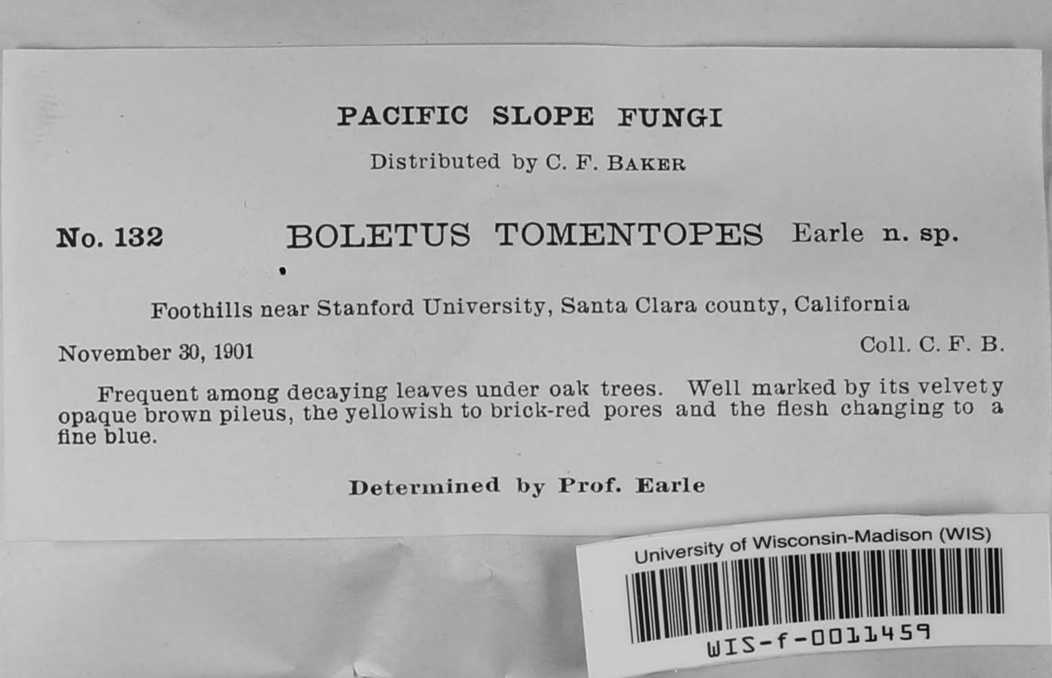 Boletus tomentipes image
