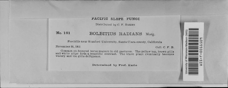 Bolbitius radians image
