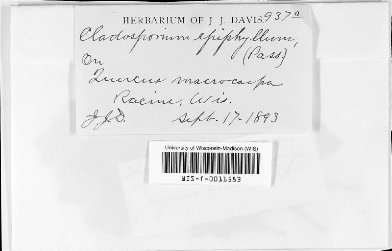 Cladosporium epiphyllum image