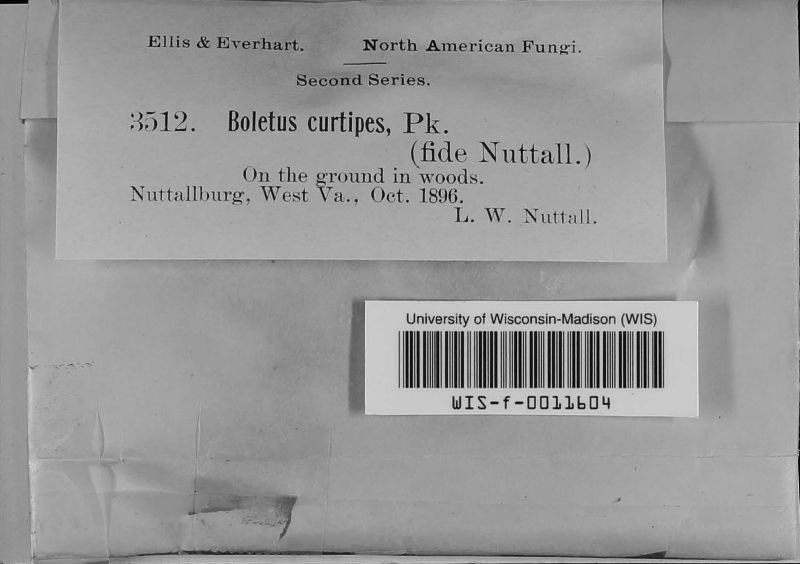 Boletus curtipes image