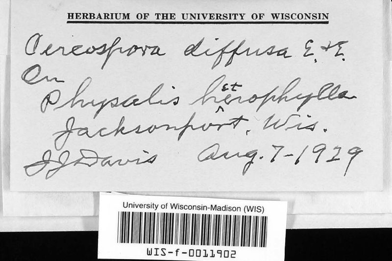 Cercospora diffusa image
