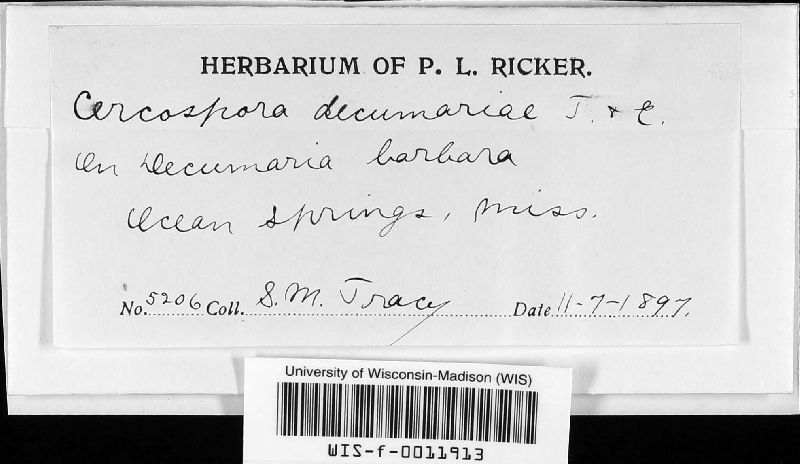 Cercospora decumariae image
