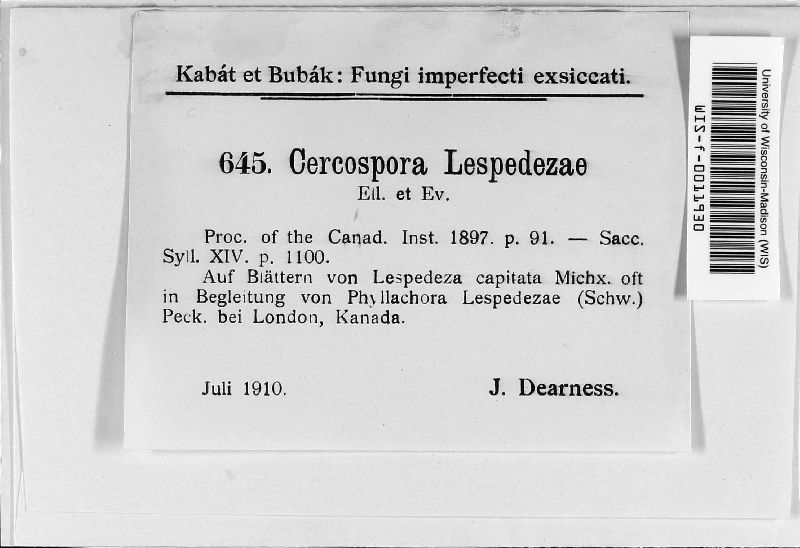 Cercospora lespedezae image