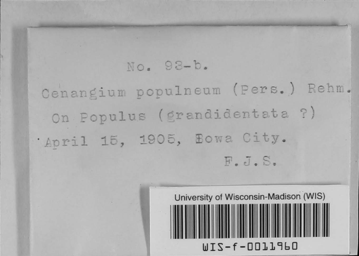 Cenangium populinum image