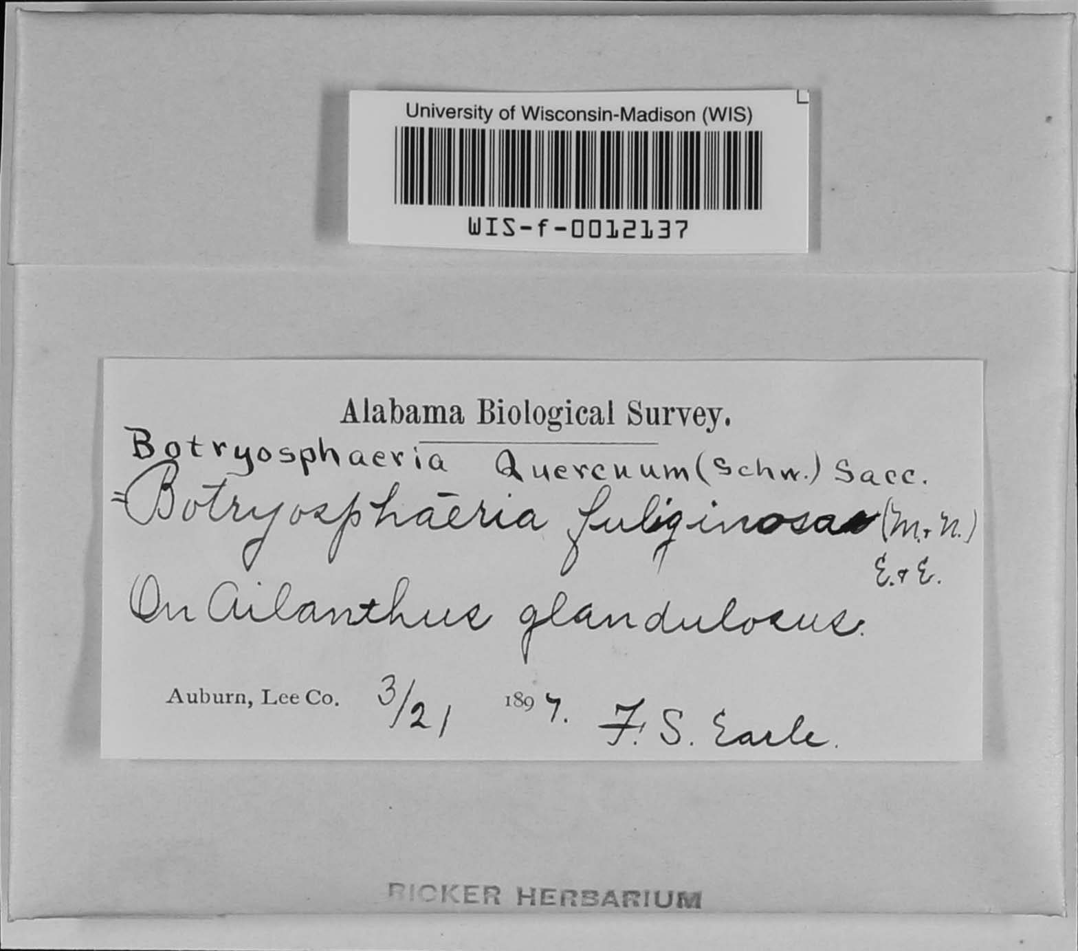 Botryosphaeria fuliginosa image