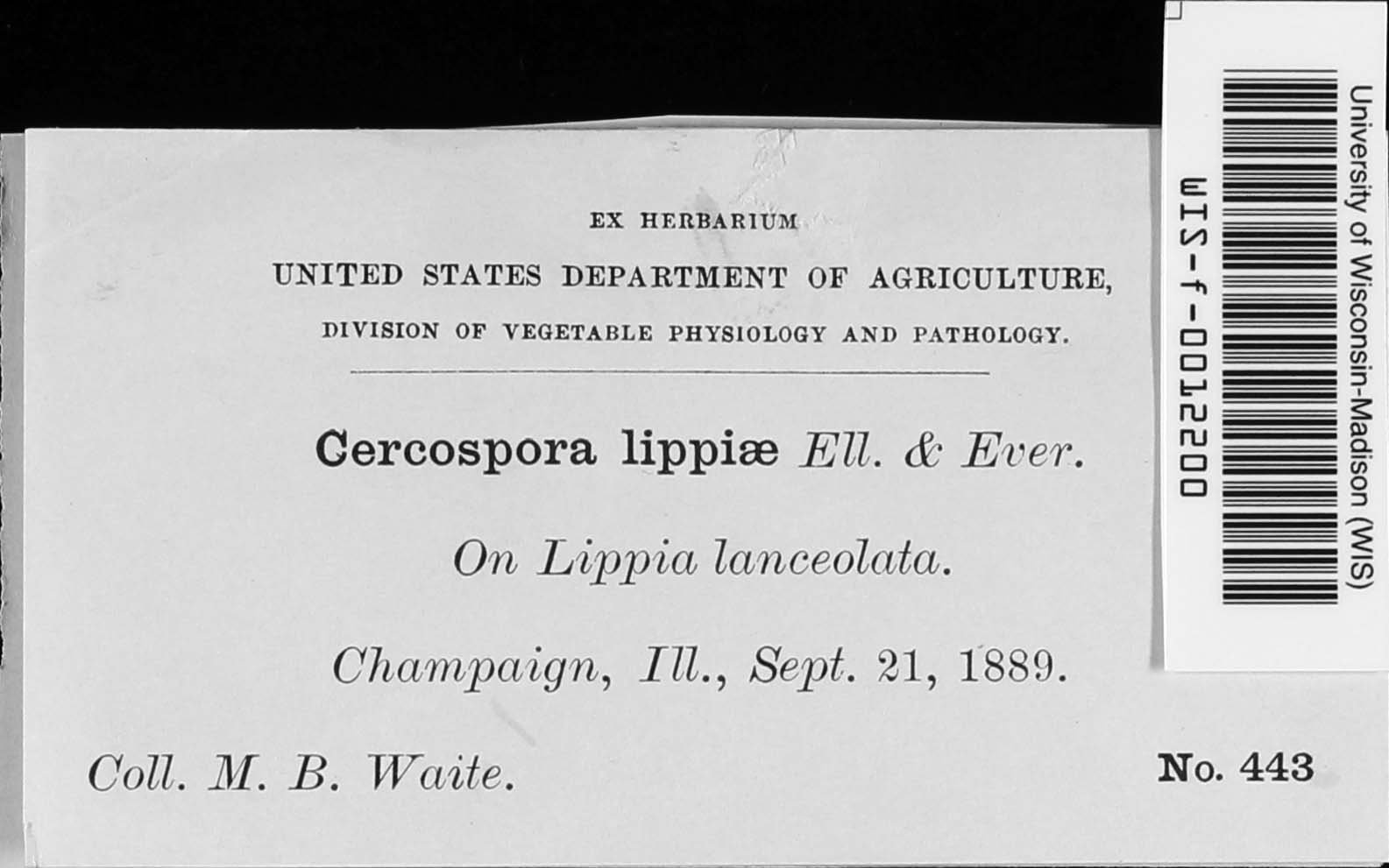 Cercospora lippiae image