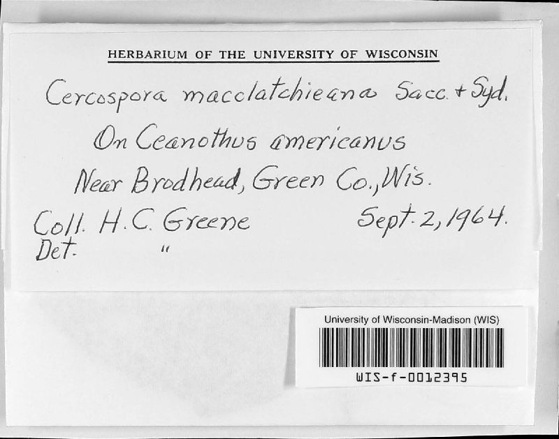 Cercospora macclatchieana image