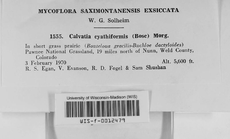 Calvatia cyathiformis image