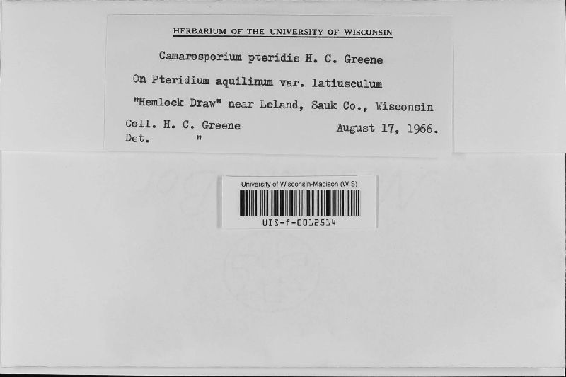 Camarosporium pteridis image