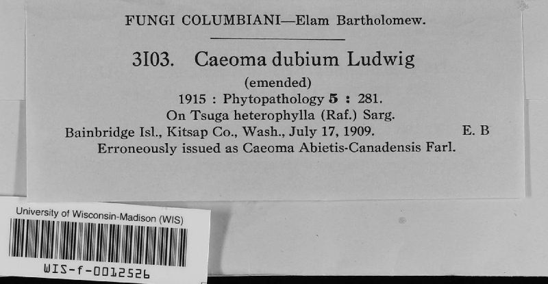 Caeoma image