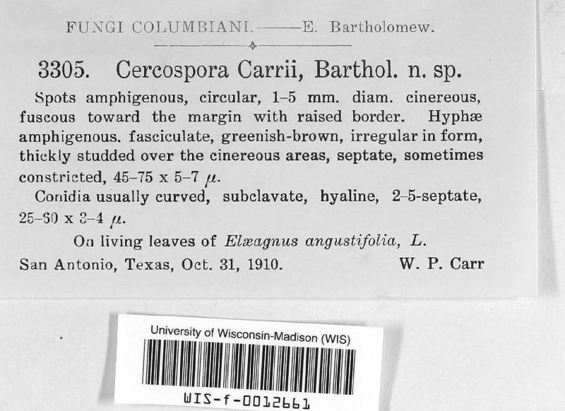 Cercospora elaeagnicola image