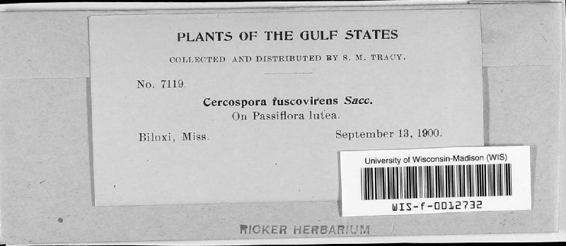 Cercospora fuscovirens image