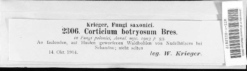 Botryobasidium image