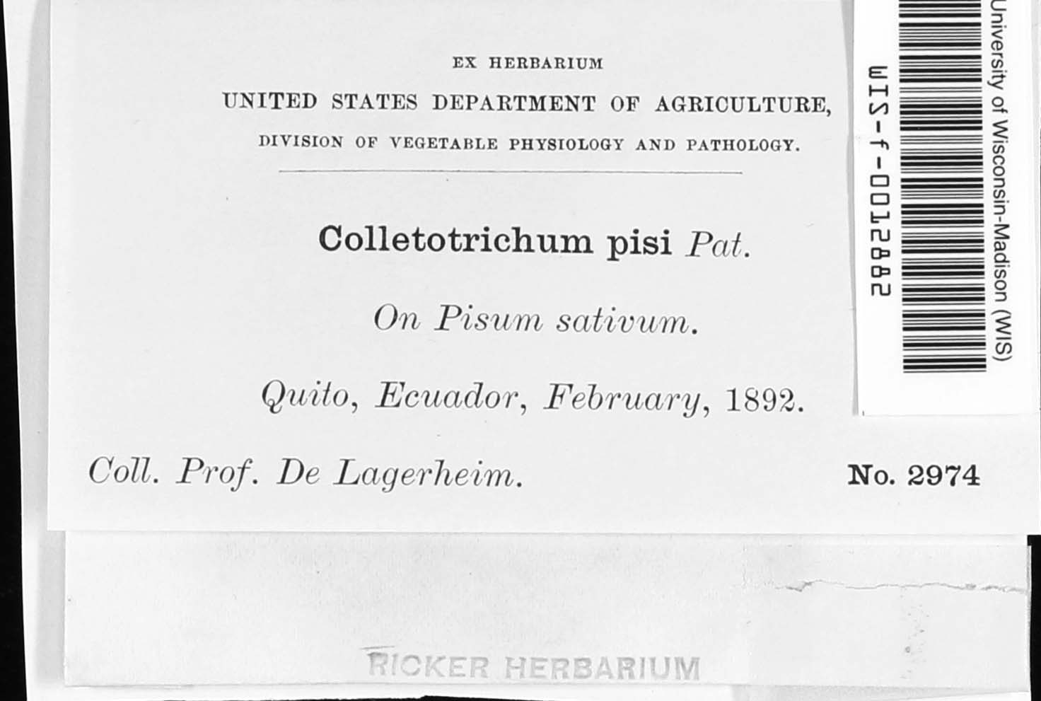 Colletotrichum pisi image